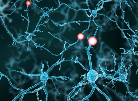visualization of a neuron